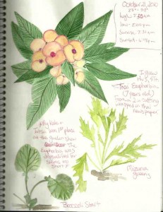 Fall Nature Journals