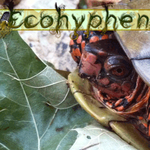 Wings, Worms, and Cage Matches: The Ecohyphen Podcast is out!