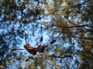 Resolve to Get Children Into Nature