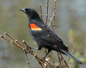 755px-Agelaius_phoeniceus_0110_taxo-Red-Winged-Blackbird-male-3