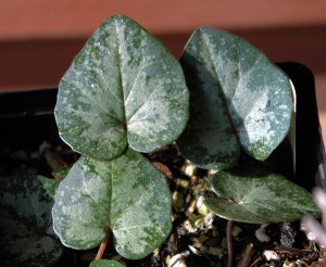 Cyclamen_balearicum_leaves_msi