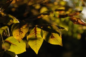 DSC_0233-960x642