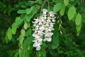 DSC_0781-960x642