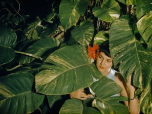 large pothos