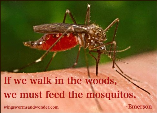 mosquito web graphic