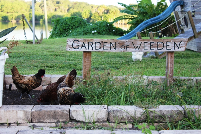 weedy-garden-bed-with-chickens