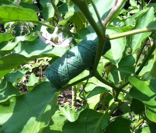 Gardens on a String: The How and Why of Trellising – Wings, Worms and Wonder