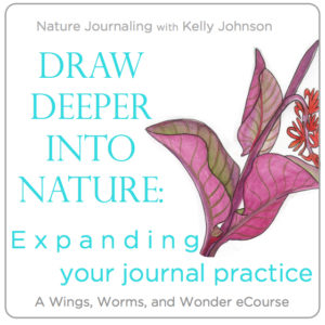 Refine drawing and painting technique, strengthen your personal connections with the nature outside your door, expand your sense of wonder, and solidify your nature journal practice. Click through to learn how with Wings, Worms, and Wonder!