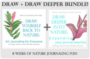 Refine drawing and painting technique, strengthen your personal connections with the nature outside your door, expand your sense of wonder, and solidify your nature journal practice. Click through to learn how with Wings, Worms, and Wonder!