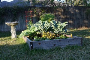 tims garden