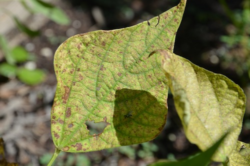 How do I know when it it's time to pull a plant out of the garden? I'll help you decide when it's time to say GOODBYE with these 5 tips. https://www.wingswormsandwonder.com/how-to-know-when-its-time-to-go-5-tips-for-pulling-garden-plants/