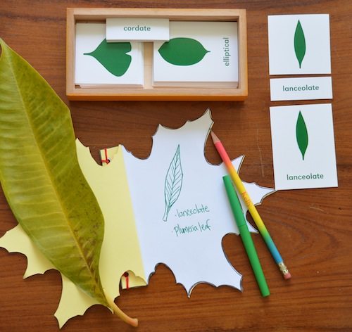 Wonder Wednesday 37, Wings, Worms , and Wonder leaf journal template pdf. Use this template to make your own leaf shaped nature journal! Click through to download the template and learn how!