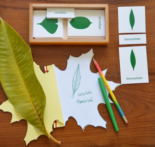 Wonder Wednesday 37, Wings, Worms , and Wonder leaf journal template pdf. Use this template to make your own leaf shaped nature journal! Click through to download the template and learn how!