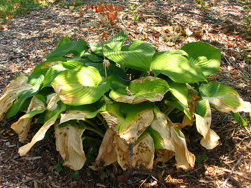 Take a look at reasons why your plant's leaves may be turning yellow and what you can do about it. Click through to save your plants!