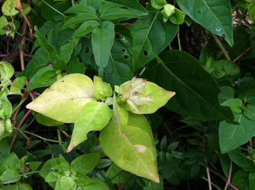 Take a look at reasons why your plant's leaves may be turning yellow and what you can do about it. Click through to save your plants!