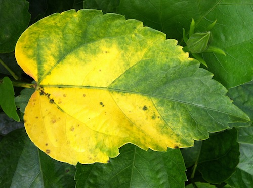 Take a look at reasons why your plant's leaves may be turning yellow and what you can do about it. Click through to save your plants!