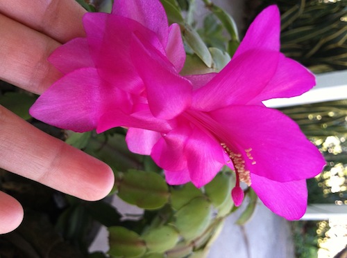 It's time to make xmas cactus cutting! Click through to learn how from Wings, Worms, and Wonder!