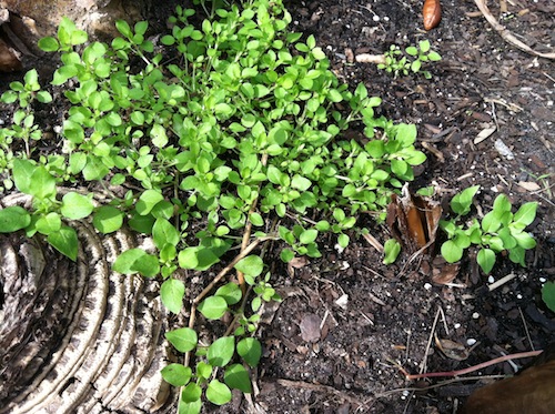 Cheers for Chickweed!!! Click through to learn all about this nutritious garden weed and get a free recipe!