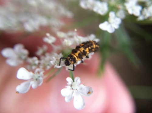 What's Macro photo anyway? Is it magic? Click through to learn all about it and get a few easy tricks for taking great macro shots in nature and beyond the Wings, Worms, and Wonder way!