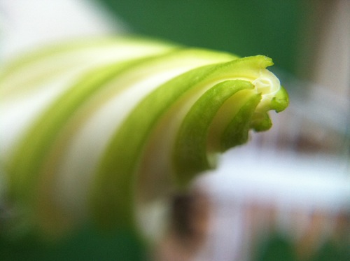 What's Macro photo anyway? Is it magic? Click through to learn all about it and get a few easy tricks for taking great macro shots in nature and beyond the Wings, Worms, and Wonder way!