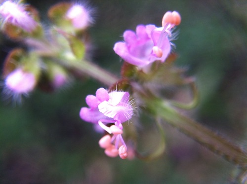 What's Macro photo anyway? Is it magic? Click through to learn all about it and get a few easy tricks for taking great macro shots in nature and beyond the Wings, Worms, and Wonder way!