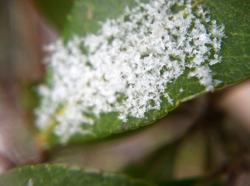 What's Macro photo anyway? Is it magic? Click through to learn all about it and get a few easy tricks for taking great macro shots in nature and beyond the Wings, Worms, and Wonder way!