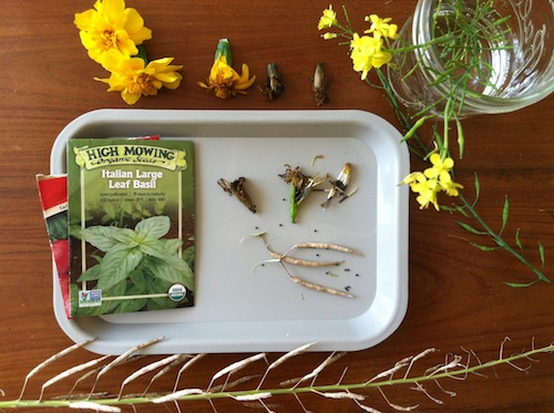 Combine nature journaling and gardening in this fun Wonder Wednesday seed strip activity! Click through to get the full instructions, free from Wings, Worms, and Wonder! 