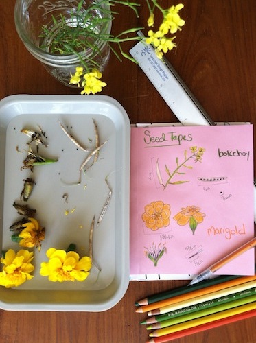 Combine nature journaling and gardening in this fun Wonder Wednesday seed strip activity! Click through to get the full instructions, free from Wings, Worms, and Wonder! 