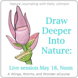 Refine drawing and painting technique, strengthen your personal connections with the nature outside your door, expand your sense of wonder, and solidify your nature journal practice. Click through to learn how with Wings, Worms, and Wonder!