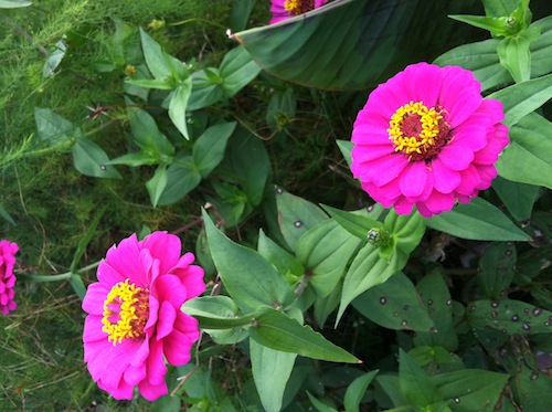 It's very easy to forget the joy that comes from practice in hurried daily life. Click through to get ideas from Wings, Worms, and Wonder on how the practice of practice brings peace and joy to daily life! 