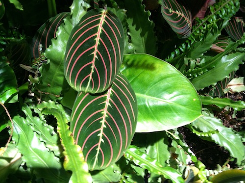 Learn how the Lowline is balancing nature and technology in NYC! Click to discover more with Wings, Worms, and Wonder!