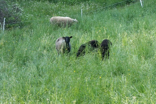 Welcome back Amy Parmelee sharing about her latest farm stay in Vermont! Click to get inspired for your own farm stay!