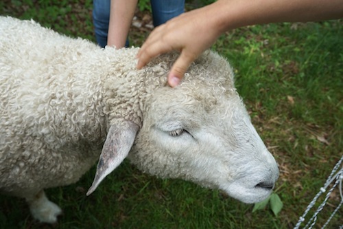 Welcome back Amy Parmelee sharing about her latest farm stay in Vermont! Click to get inspired for your own farm stay!