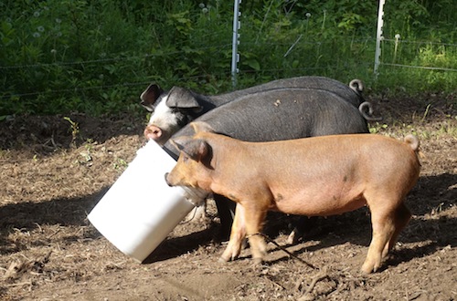 Welcome back Amy Parmelee sharing about her latest farm stay in Vermont! Click to get inspired for your own farm stay!