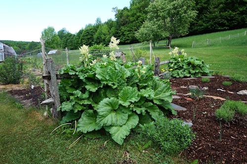 Welcome back Amy Parmelee sharing about her latest farm stay in Vermont! Click to get inspired for your own farm stay!
