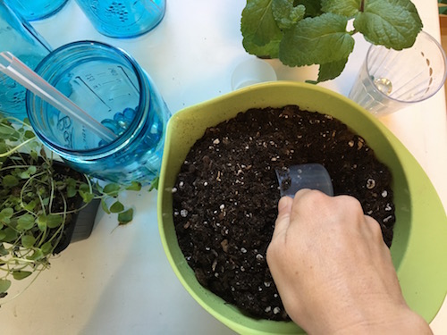 It's Wonder Wednesday 51! Click to learn to make a garden in a glass jar and bring a little wonder into your Wednesday and everyday after!