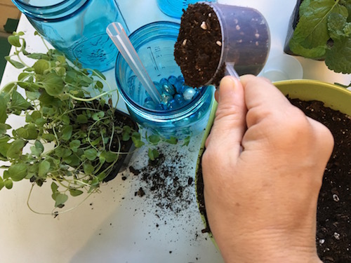 It's Wonder Wednesday 51! Click to learn to make a garden in a glass jar and bring a little wonder into your Wednesday and everyday after!