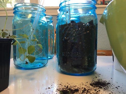 It's Wonder Wednesday 51! Click to learn to make a garden in a glass jar and bring a little wonder into your Wednesday and everyday after!