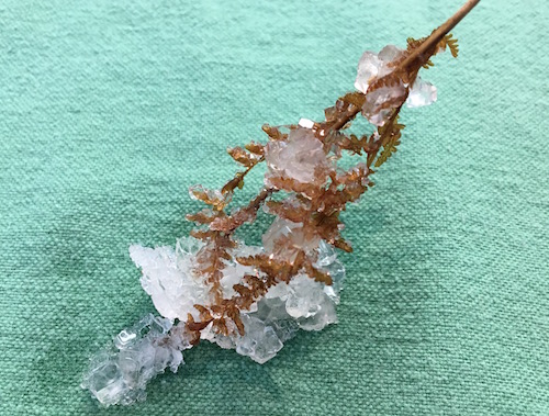 We've grown a lot of things here at Wings, Worms, and Wonder so let's grow crystals! Click to get your Wonder Wednesday Crystal growing activity!
