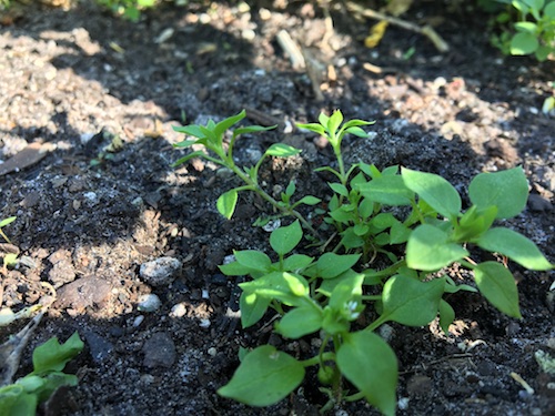 Spring means chickweed is about to burst! Join Wings, Worms, and Wonder and make a Wonder Wednesday chickweed solar salve with printable label!