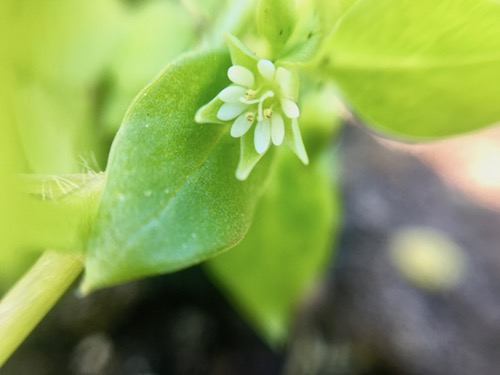 Spring means chickweed is about to burst! Join Wings, Worms, and Wonder and make a Wonder Wednesday chickweed solar salve with printable label!