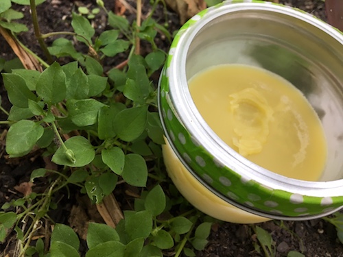 Spring means chickweed is about to burst! Join Wings, Worms, and Wonder and make a Wonder Wednesday chickweed solar salve with printable label!