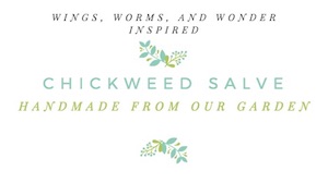 Spring means chickweed is about to burst! Join Wings, Worms, and Wonder and make a Wonder Wednesday chickweed solar salve with printable label!