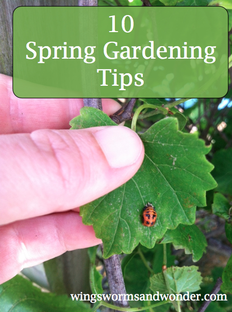It's a "Best of Wings, Worms, and Wonder Spring"! Find 7 fun ideas to get spring connecting: from you sketchbook to your garden to you life in general!
