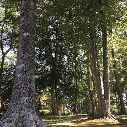 Create a tree ceremony this Earth Day! Click through to get a Wings, Worms, and Wonder plan for your own Earth Day Tree Ceremony! 