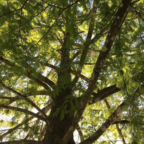 Create a tree ceremony this Earth Day! Click through to get a Wings, Worms, and Wonder plan for your own Earth Day Tree Ceremony! 