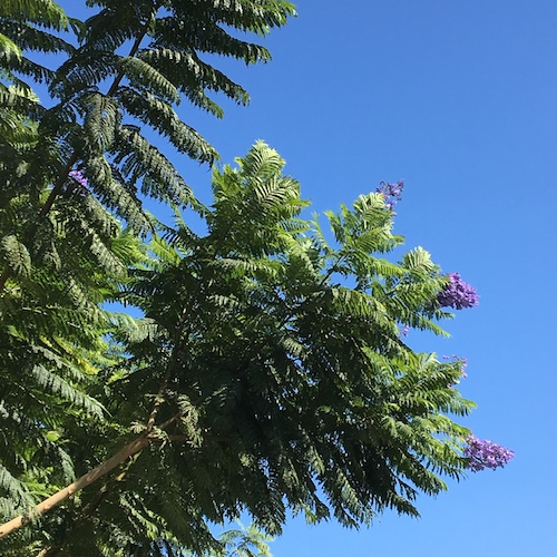 Create a tree ceremony this Earth Day! Click through to get a Wings, Worms, and Wonder plan for your own Earth Day Tree Ceremony! 