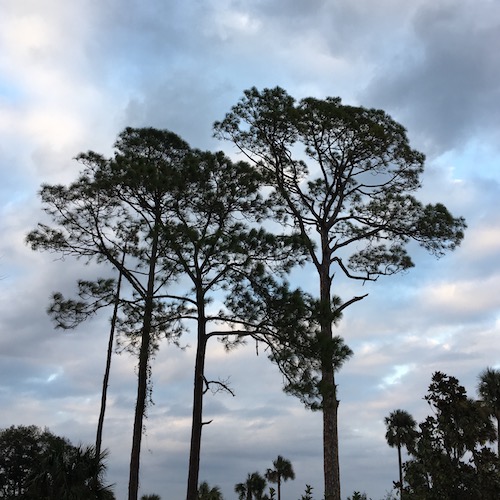 Create a tree ceremony this Earth Day! Click through to get a Wings, Worms, and Wonder plan for your own Earth Day Tree Ceremony! 