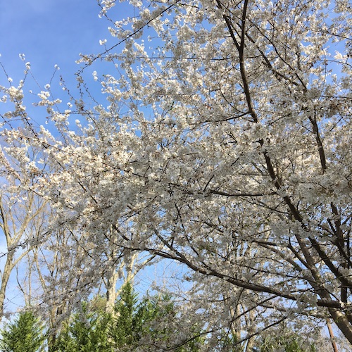 Create a tree ceremony this Earth Day! Click through to get a Wings, Worms, and Wonder plan for your own Earth Day Tree Ceremony! 