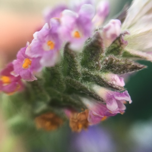 Is lavender inspiring your creative connections? Click to check out 5 ways to bring the joys of lavender to everyday life with Wings, Worms, and Wonder!